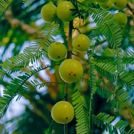 Indian gooseberry powder