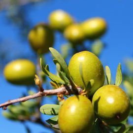 Argan oil