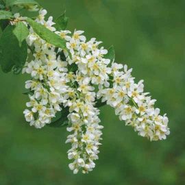 Bird cherry extract