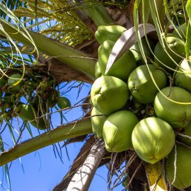 Coconut oil