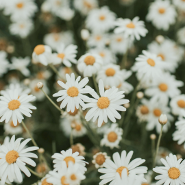 Chamomile oil