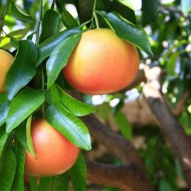 Grapefruit essential oil