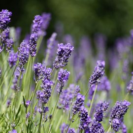 Lavender essential oil