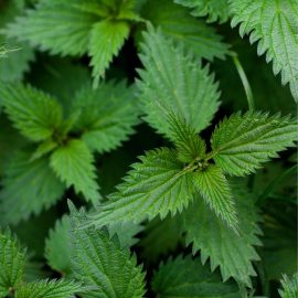 Nettle extract