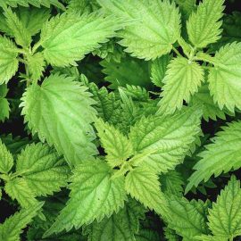Nettle extract