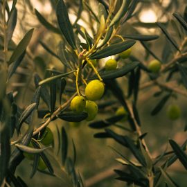 Olive oil