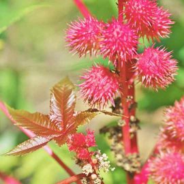 Castor oil