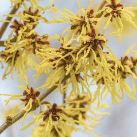 Witch hazel extract